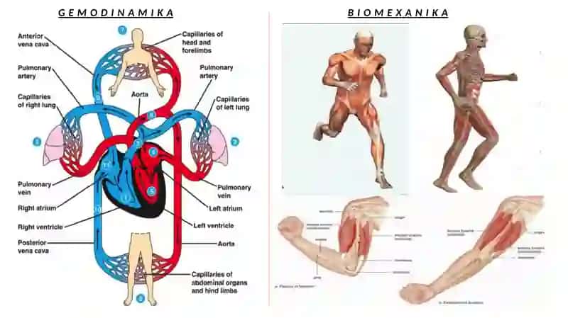 BIOREOLOGIYA 2