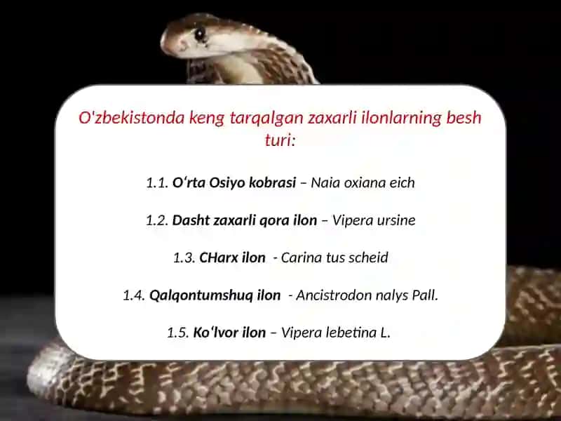 O'zbekistonning zaharli ilonlari 2