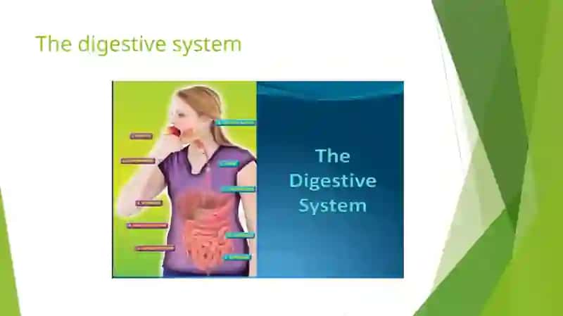 The digestive system and process of digestion and absorption 2