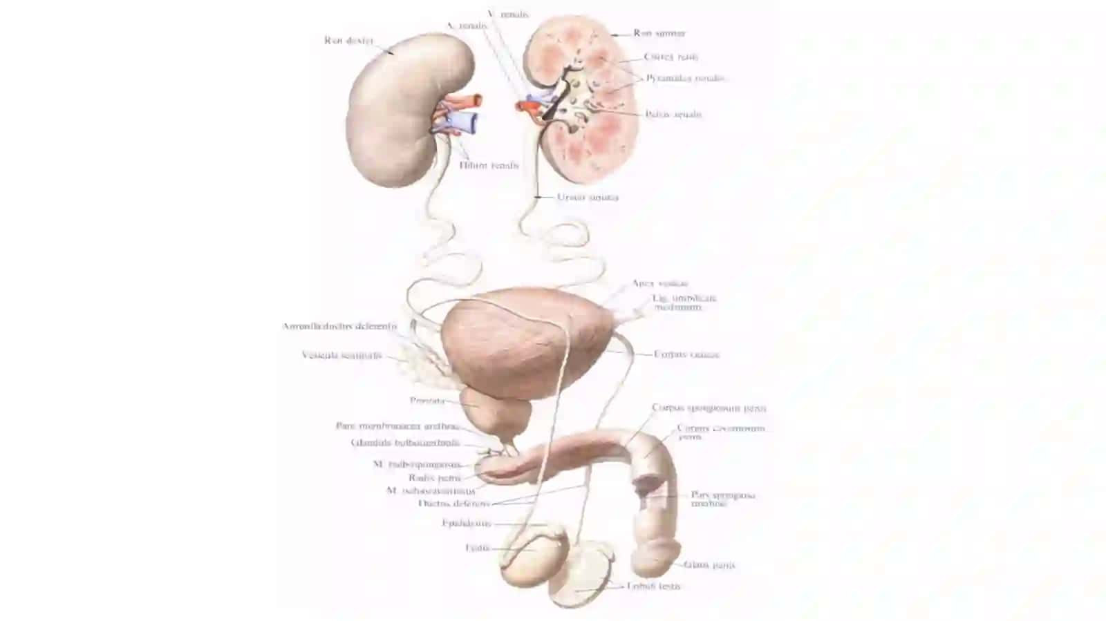 SIYDIKAYIRISH A`ZOLARI 2