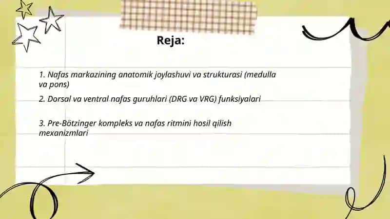 Nafas markazining nerviy boshqarilishi 2