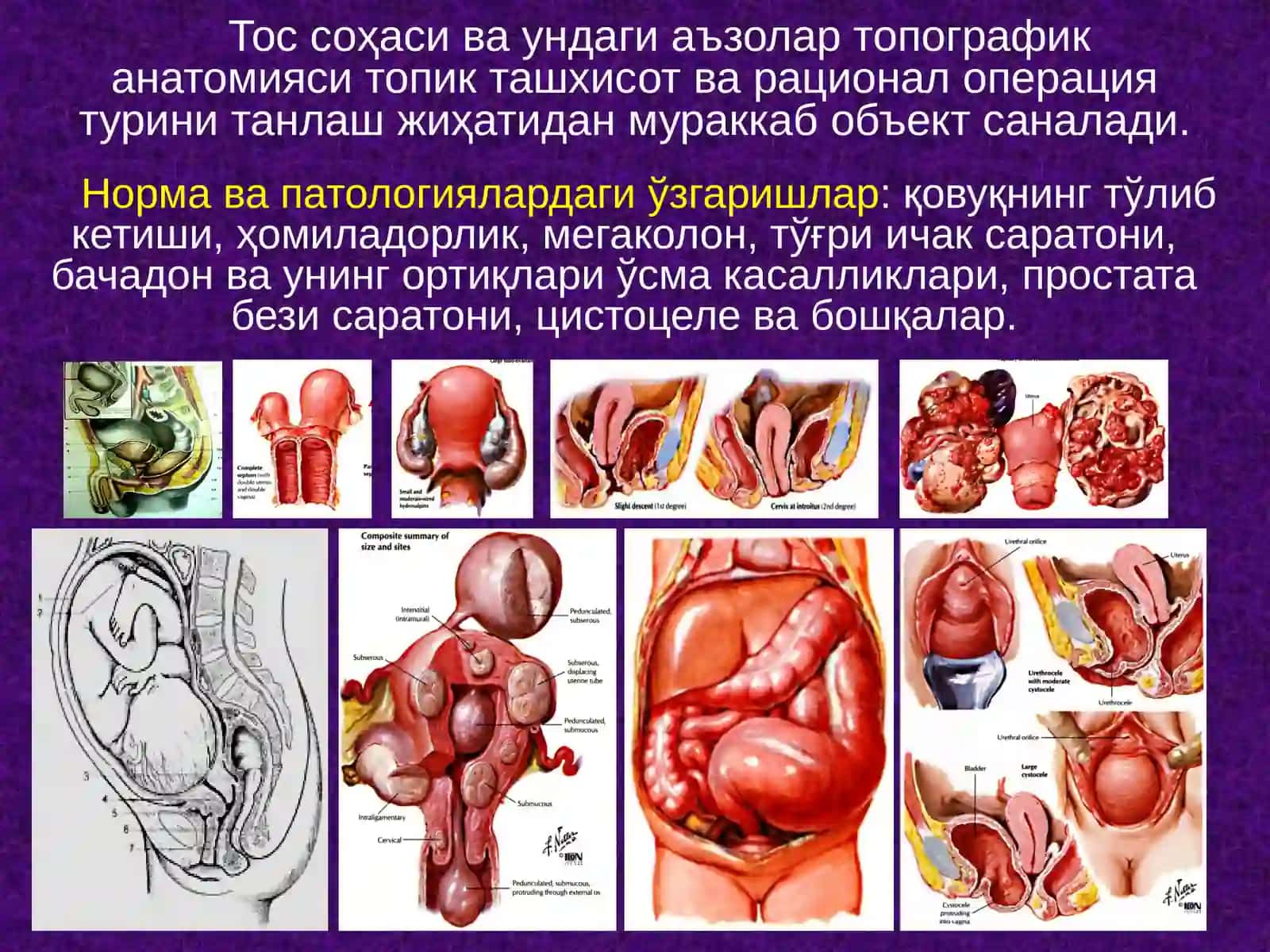 Тос соҳаси ва ундаги аъзолар топографик анатомияси 2