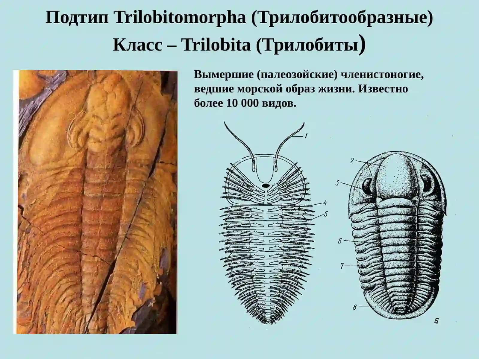 Трилобитообразные 2