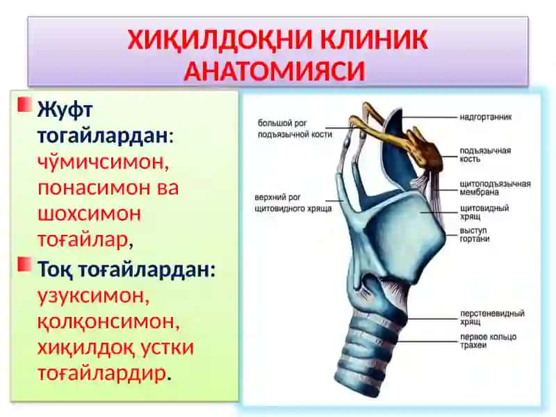 ХИҚИЛДОҚНИКЛИНИК АНАТОМИЯСИ 2