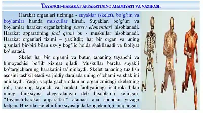 Tayanch-xarakat apparati 2