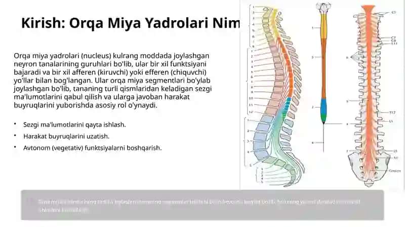 orqa miya yadrolarining topografiyasi va xususiyatlari 2
