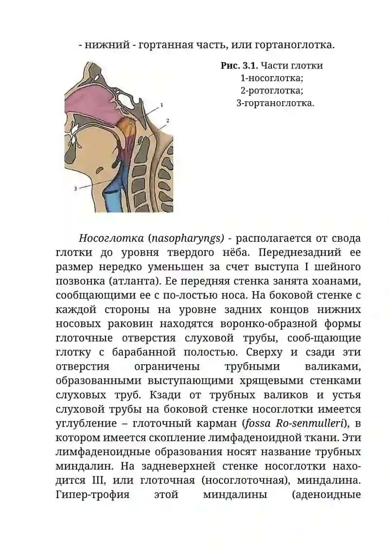 Клиническая анатомия глотки 2