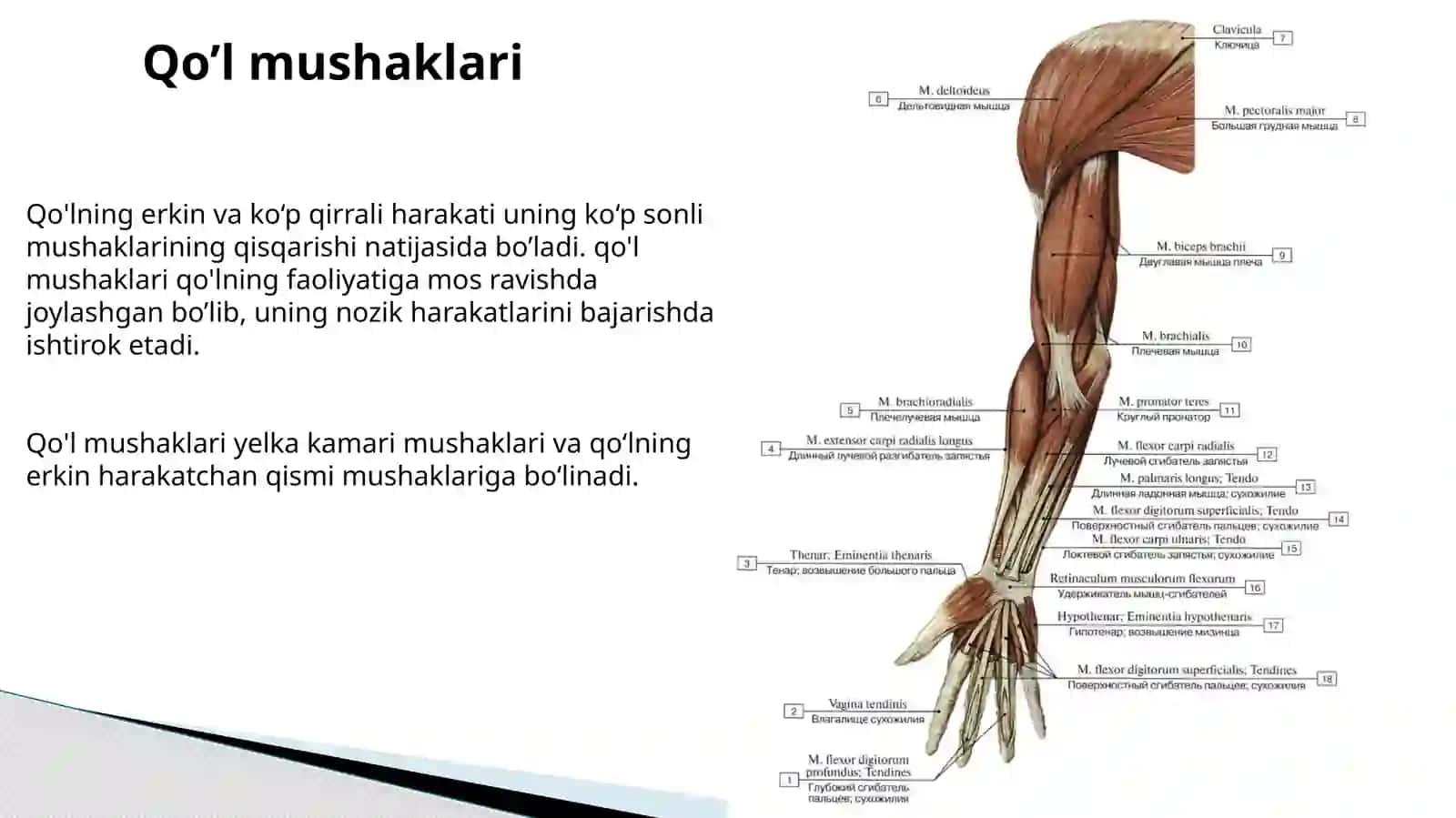 Yelkakamari va yelka mushaklari 2