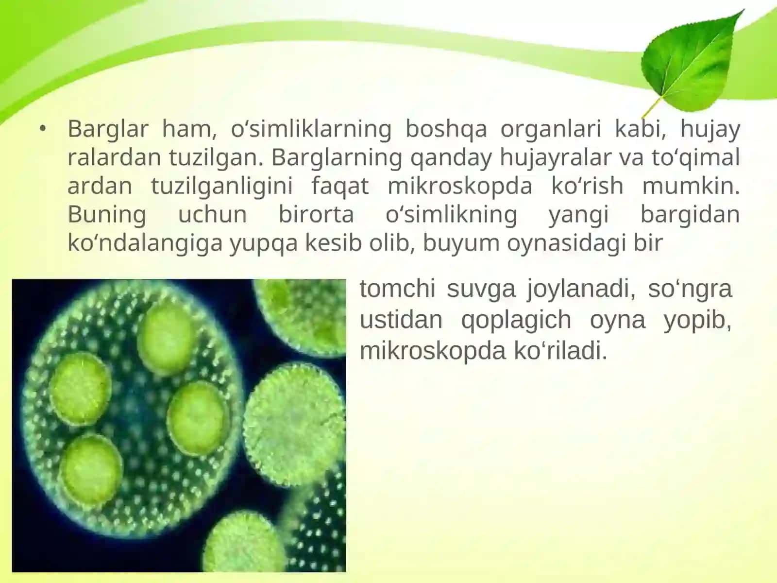 BARGLARNING ICHKI TUZILISHI 2