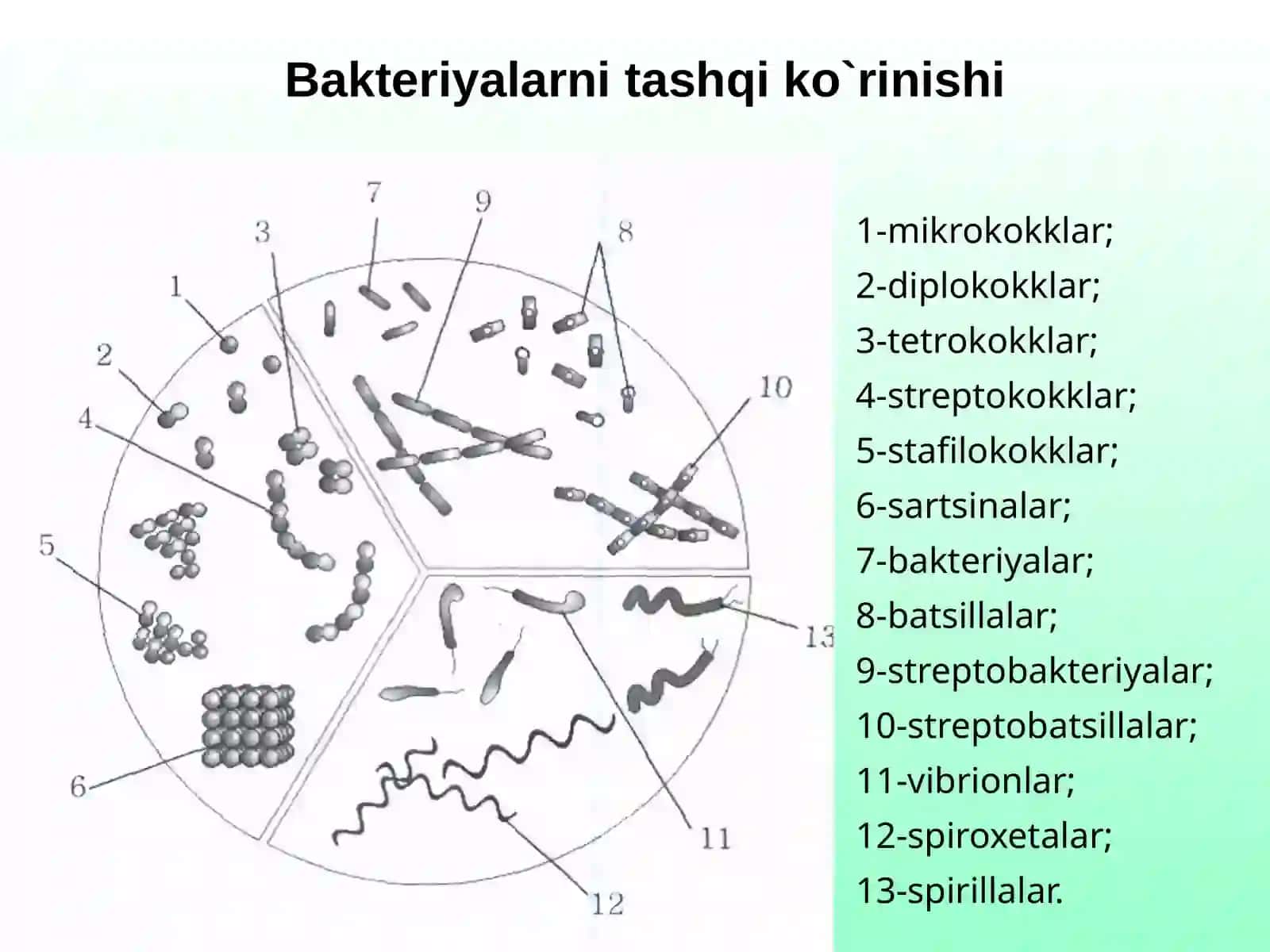 Bakteriyavaviruslarning 2