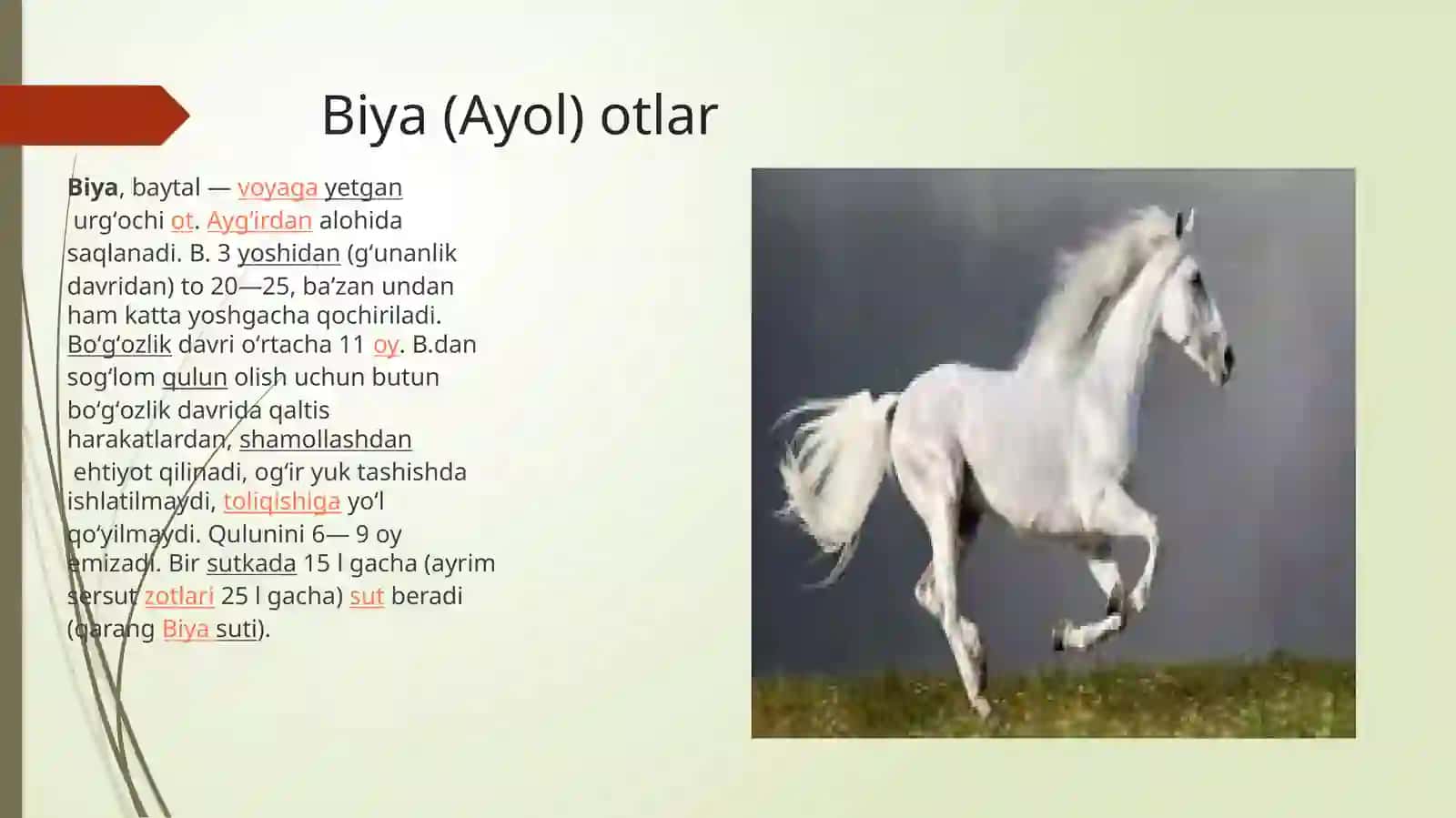 Otlar dunyosi 2