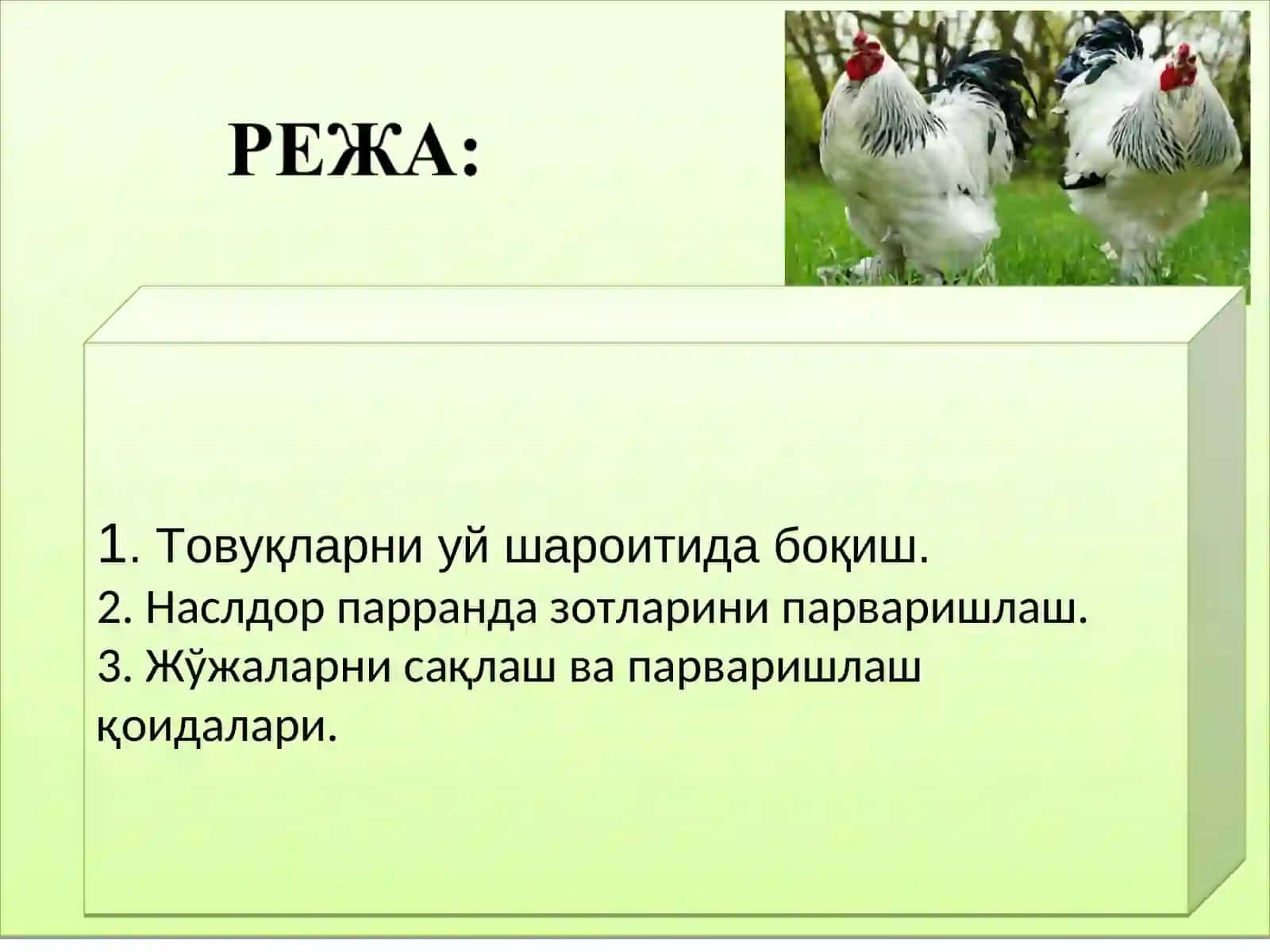 Қишлоқ хўжалиги паррандаларини сақлаш ва парваришлаш 2