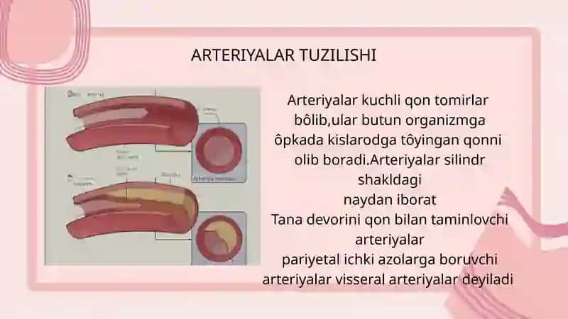 Arteriyalarning tarqalishi 2