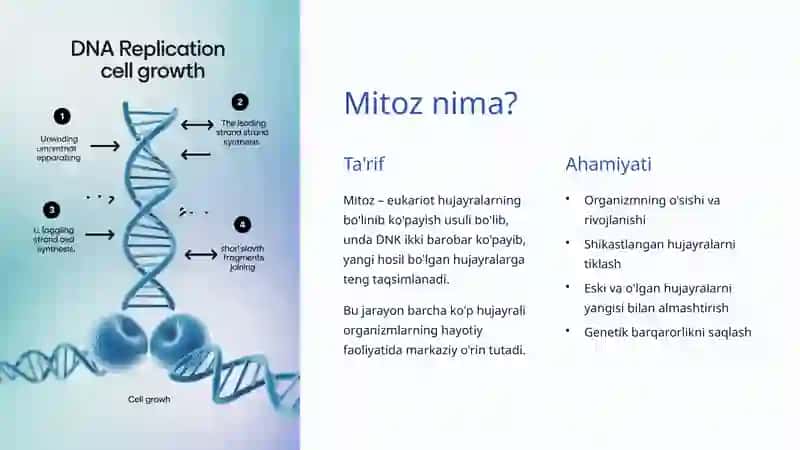 Mitoz Bo'linish: Hujayra Hayotining Ajralmas Qismi 2