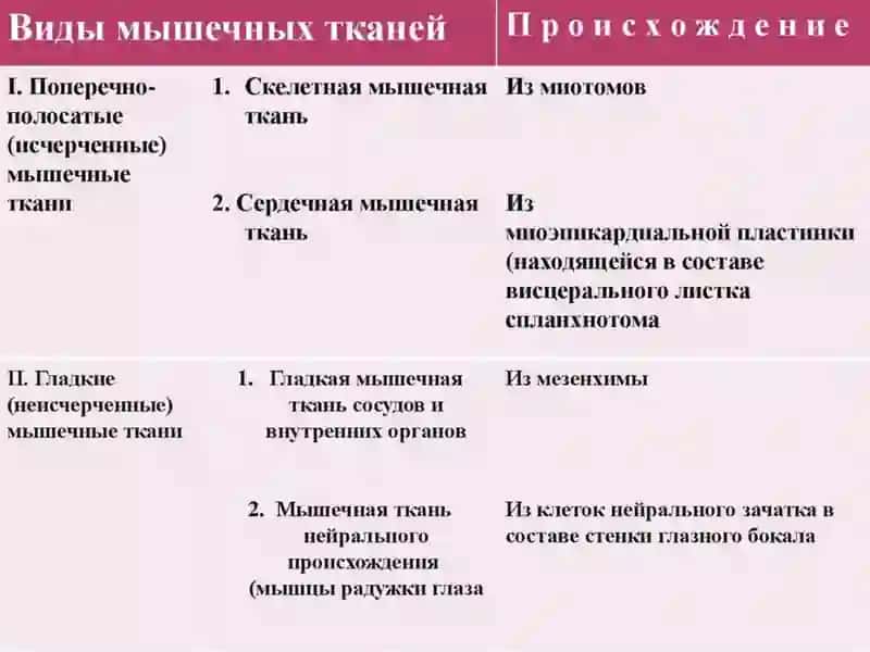 Физиология мышечной ткани 2