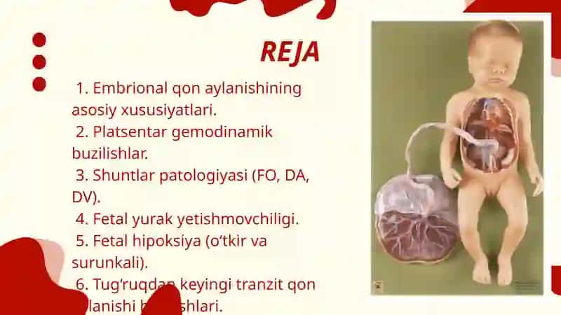 Embrional qon aylanishi. Yurakning embrional rivojlanishi 2