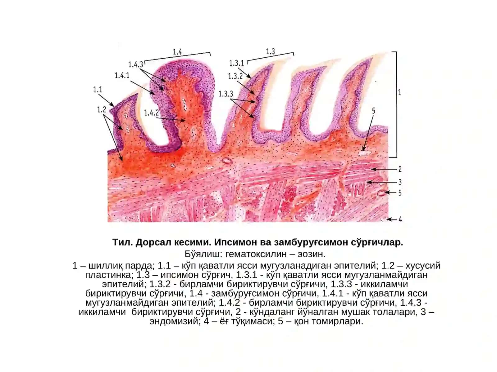 ОҒИЗ БЎШЛИҒИ АЪЗОЛАРИ 2