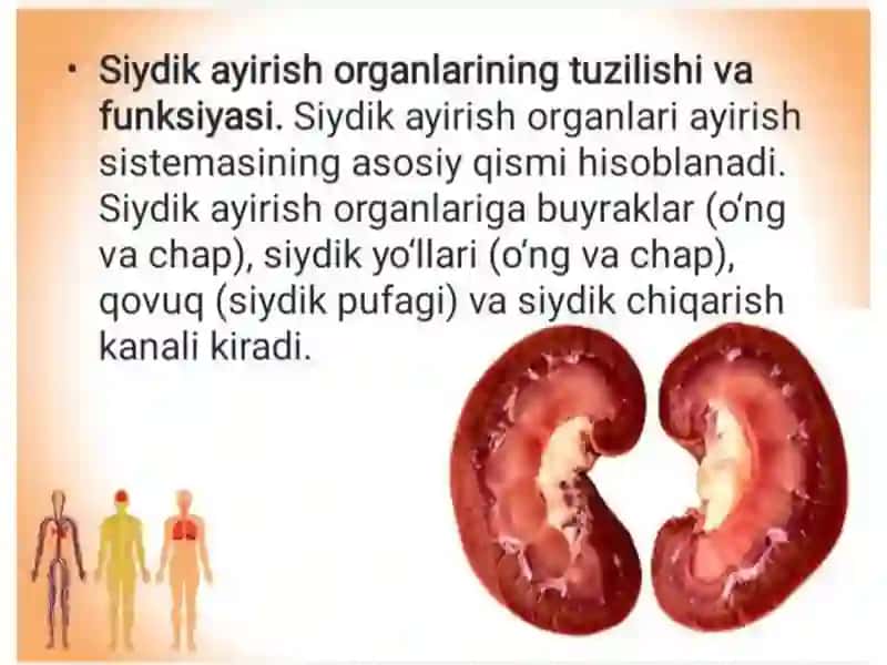 Siydik ayirish organlari 2