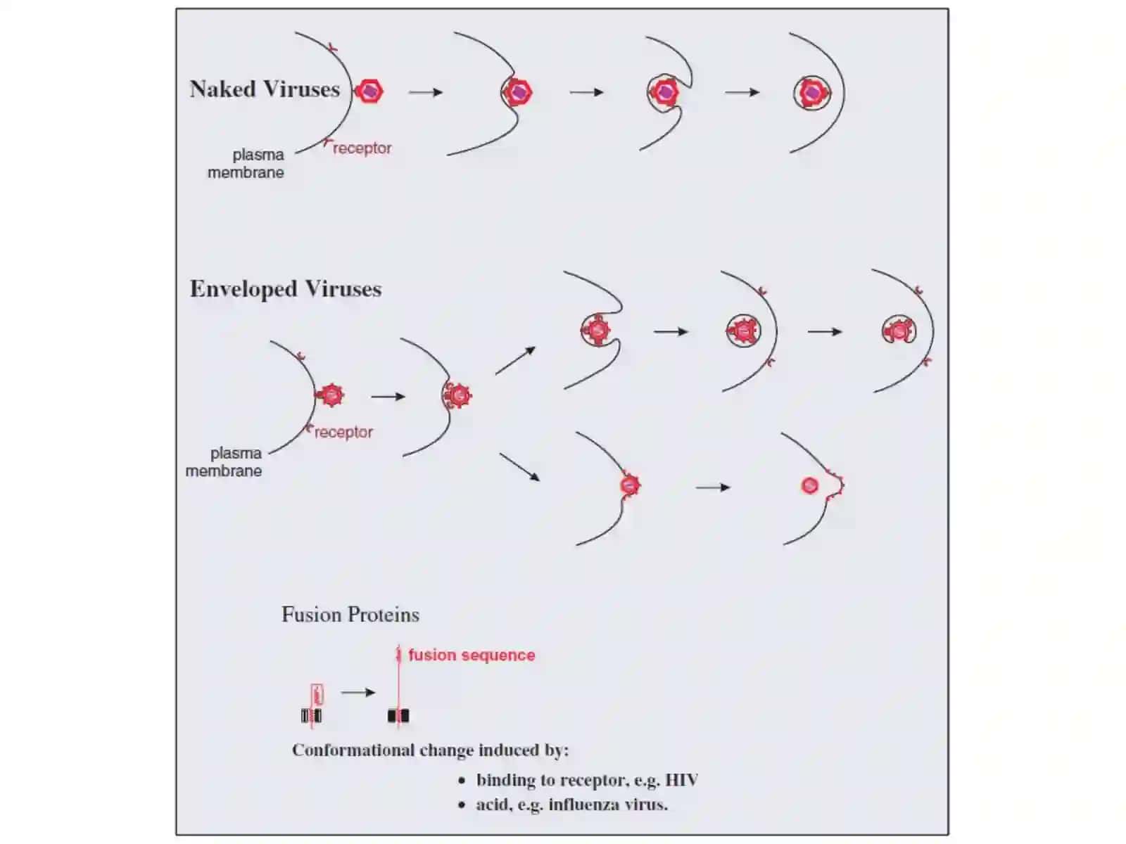 Attachment and entry of viruses into cells 2