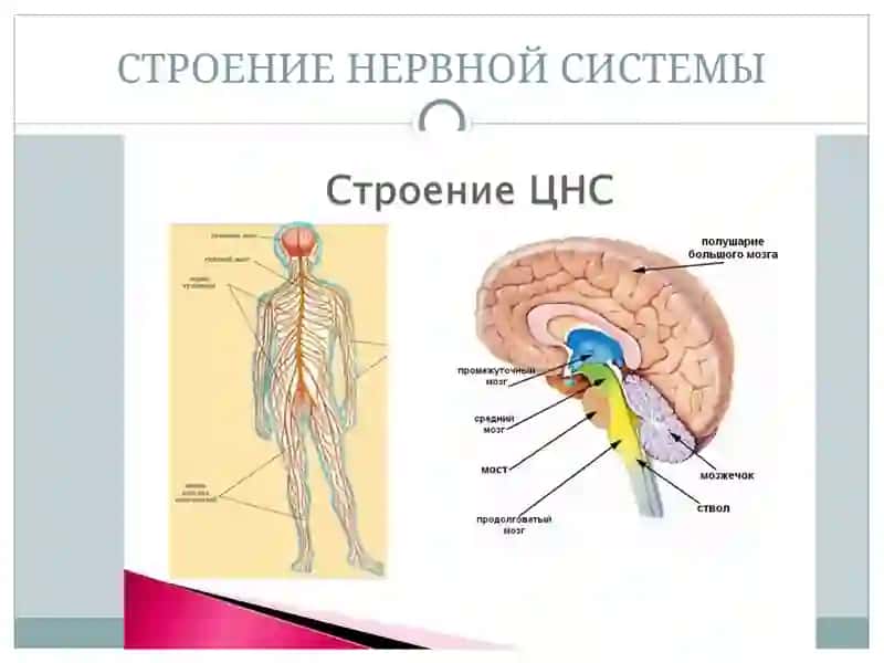Заболевания нервной системы презентация 2