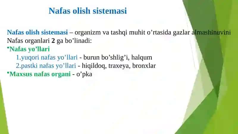 Nafasolish Sistemasi 2