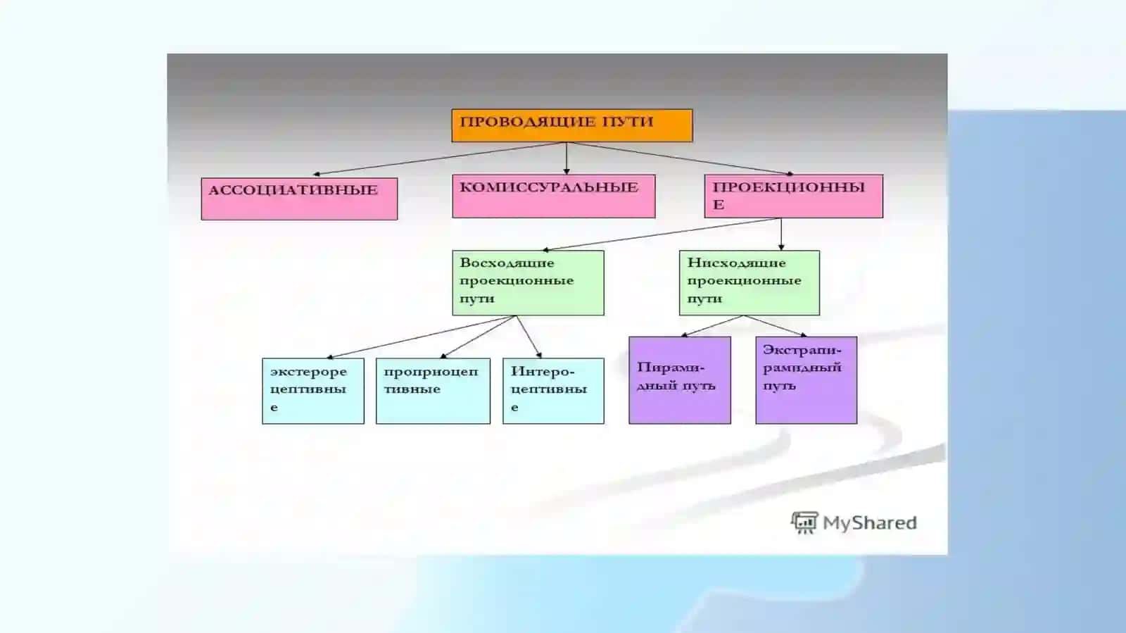 Проводящие пути спинного и головного мозга 2