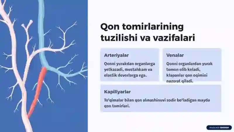Qon tomirlar boshqarilishi 2
