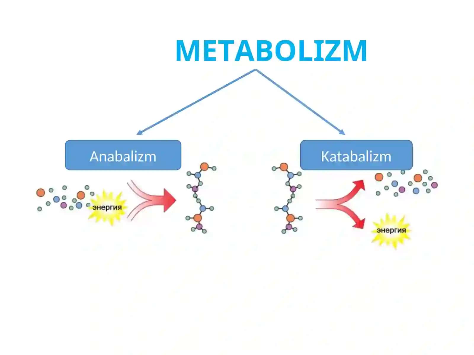 Mikroorganizmlar fiziologiyasi 2