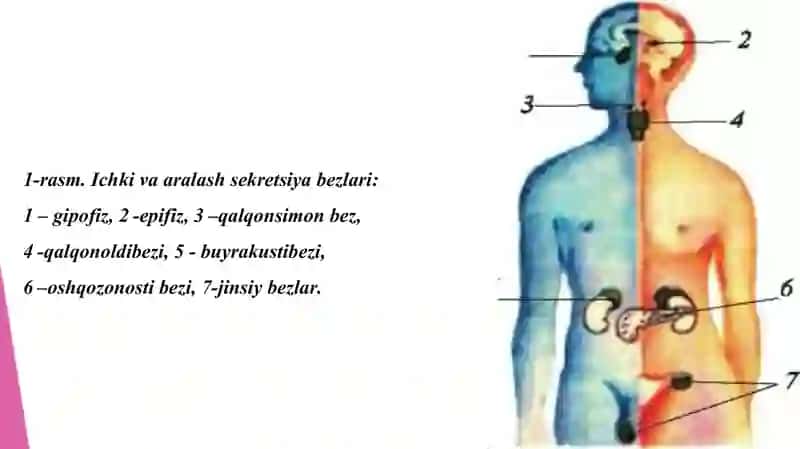 Sekretsiya bezlari 2