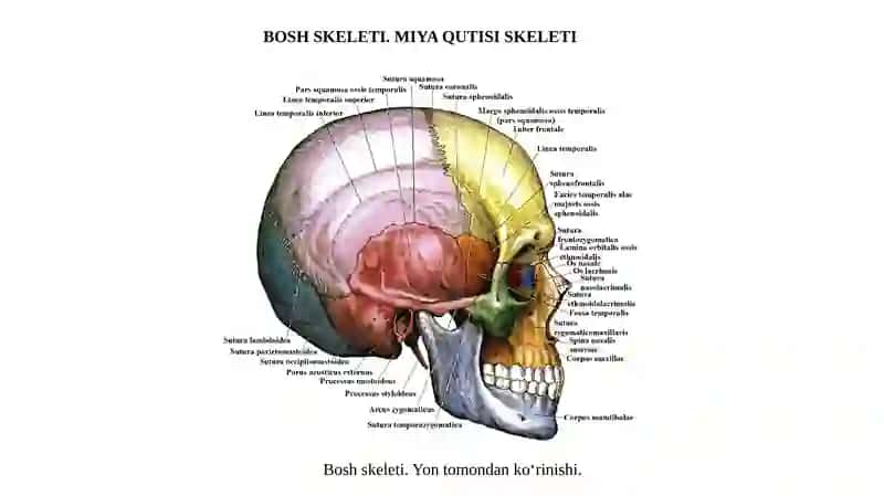 Boshskeleti 2