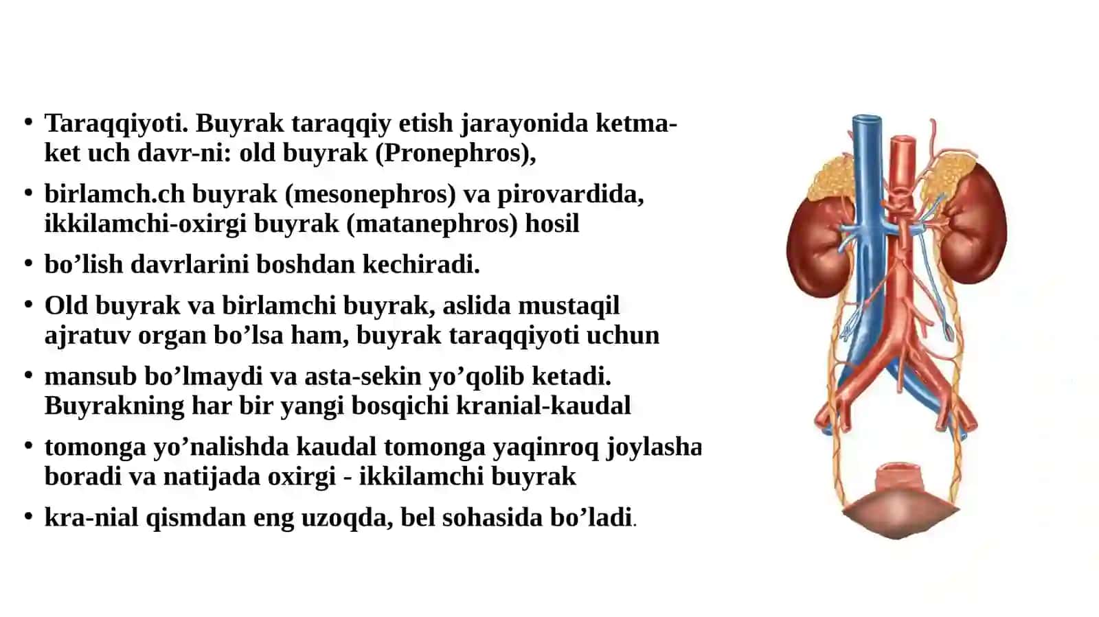 Siydik ayiruv yoʻllari va uning gistalogik koʻrinishi. 2