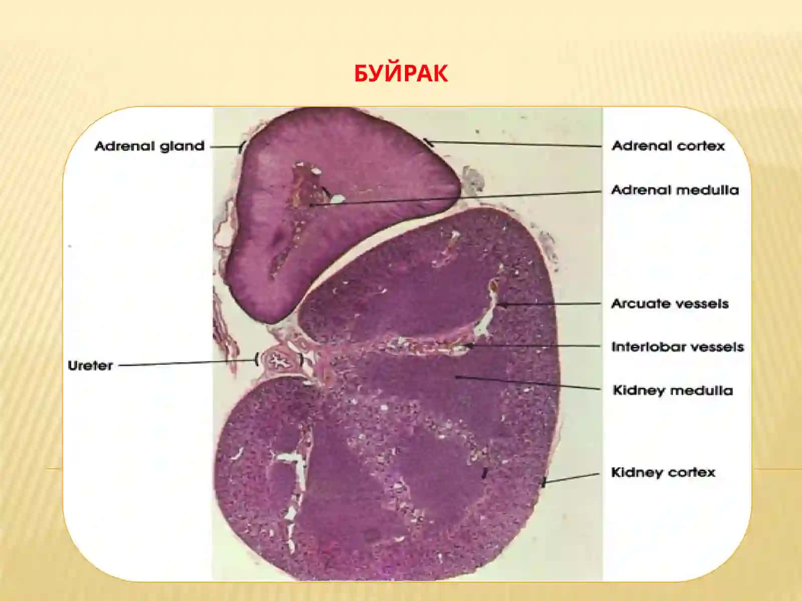 Siydik ayiruv sistemasi 2