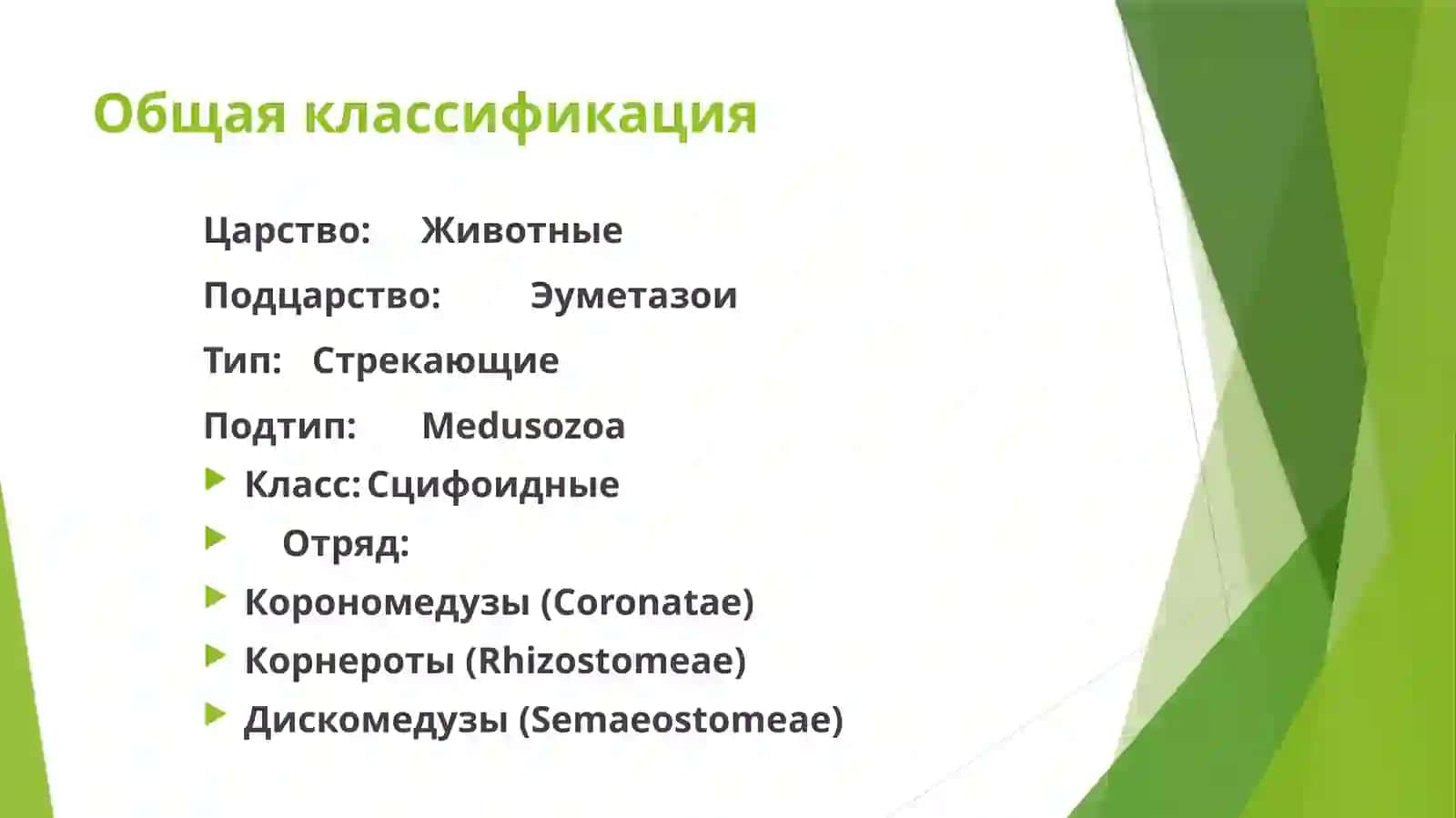 Сцифоидные медузы 2