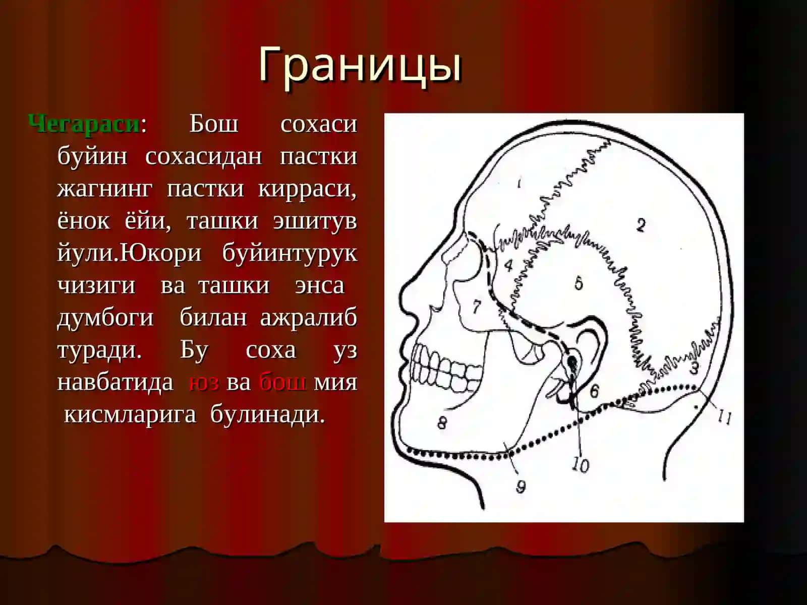 Бошнинг топографик анатомияси 2