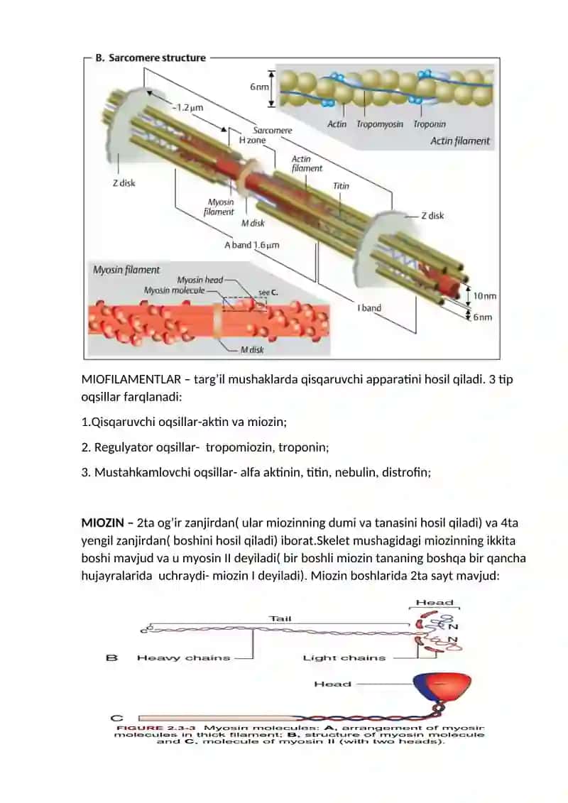 Mushak fiziologiyasi 2