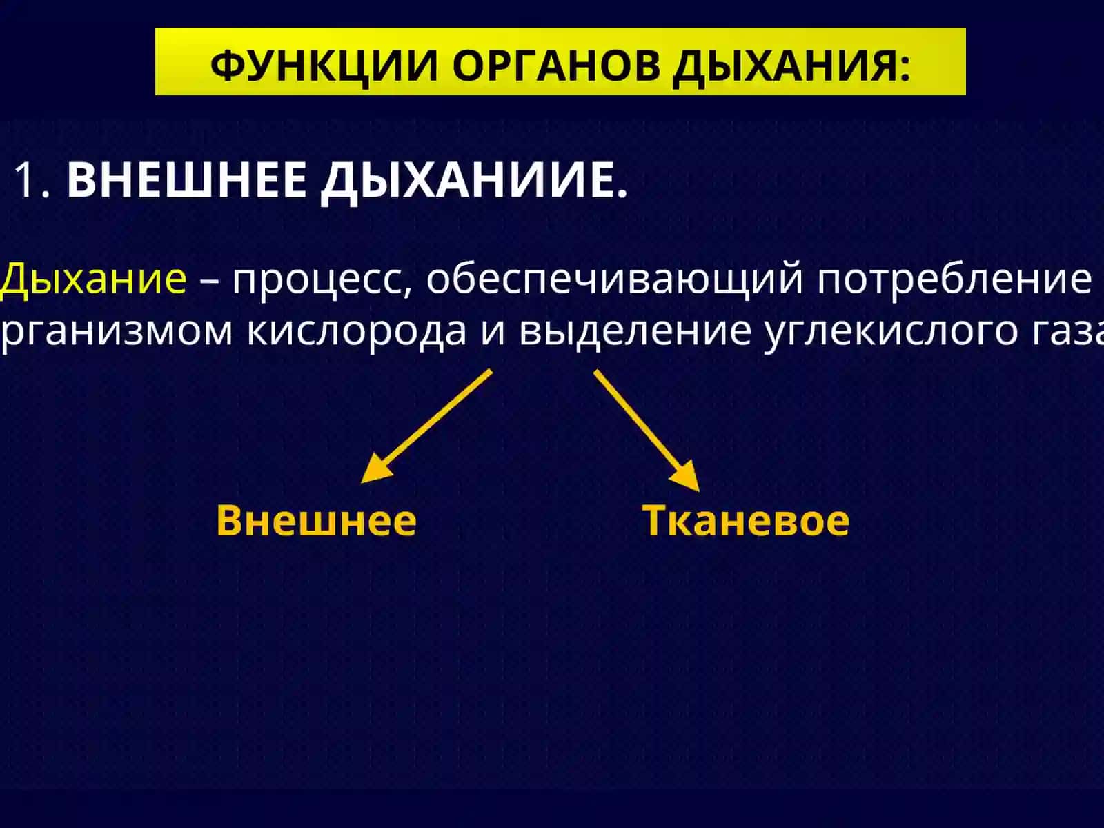 ГИСТОЛОГИЯ ДЫХАТЕЛЬНОЙ СИСТЕМЫ 2