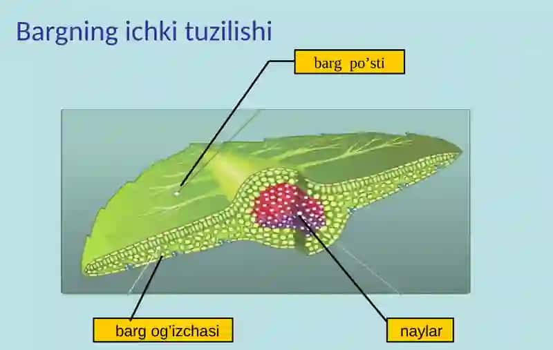 Barg ichki tuzilishi 2