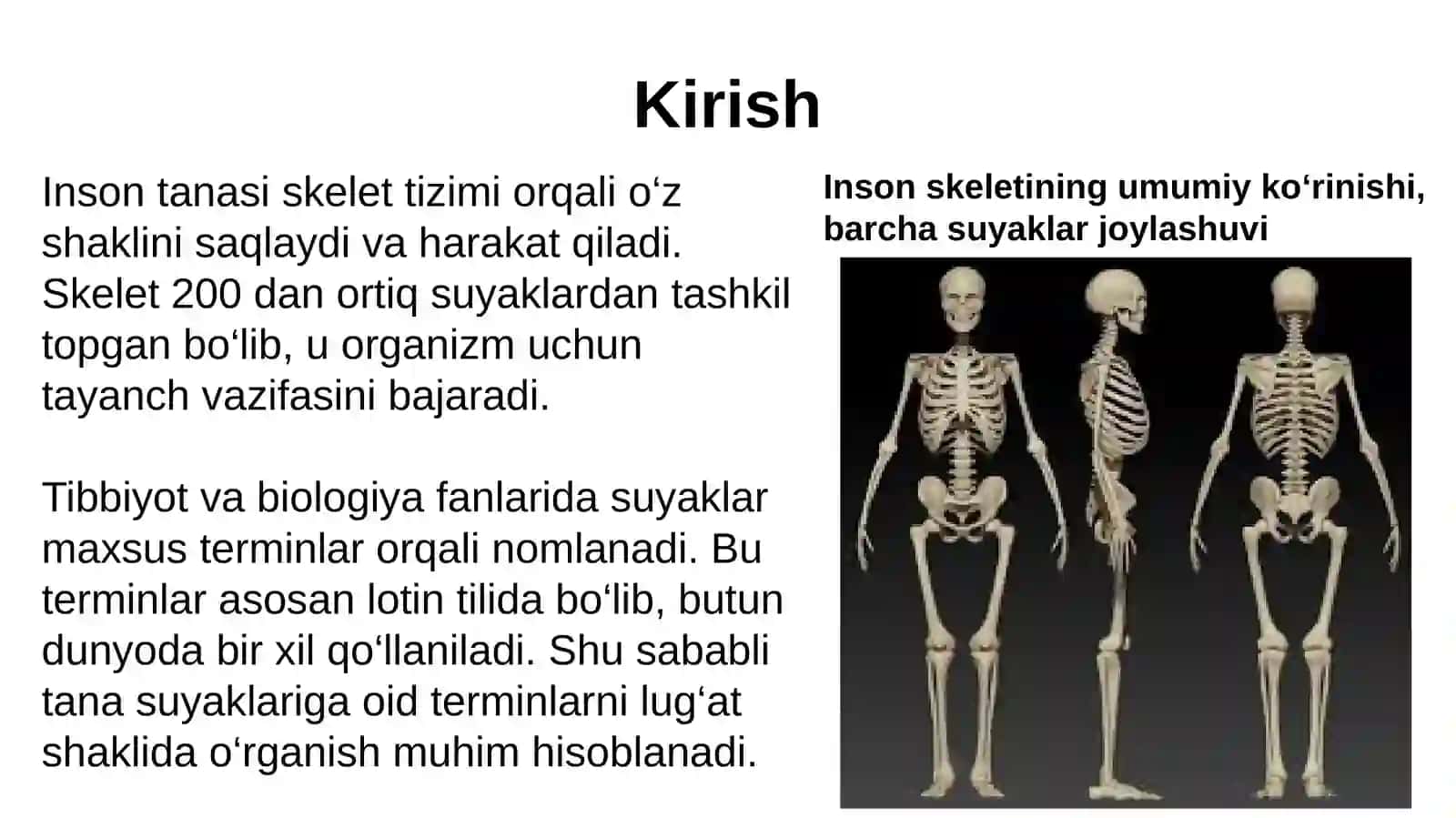 Tana Suyaklari Terminlariga Lugat Tuzish 2