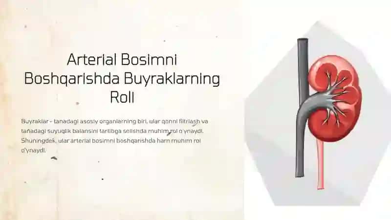 Arterial Bosimni Boshqarishda Buyraklarning Roli 2