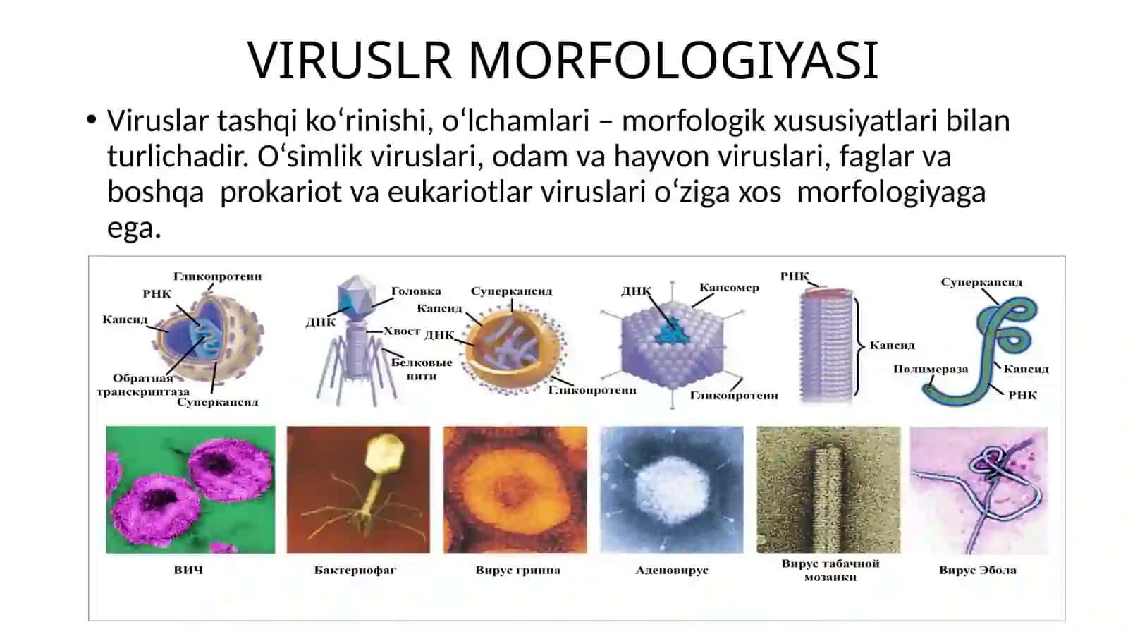 Viruslar Tuzilishi 2