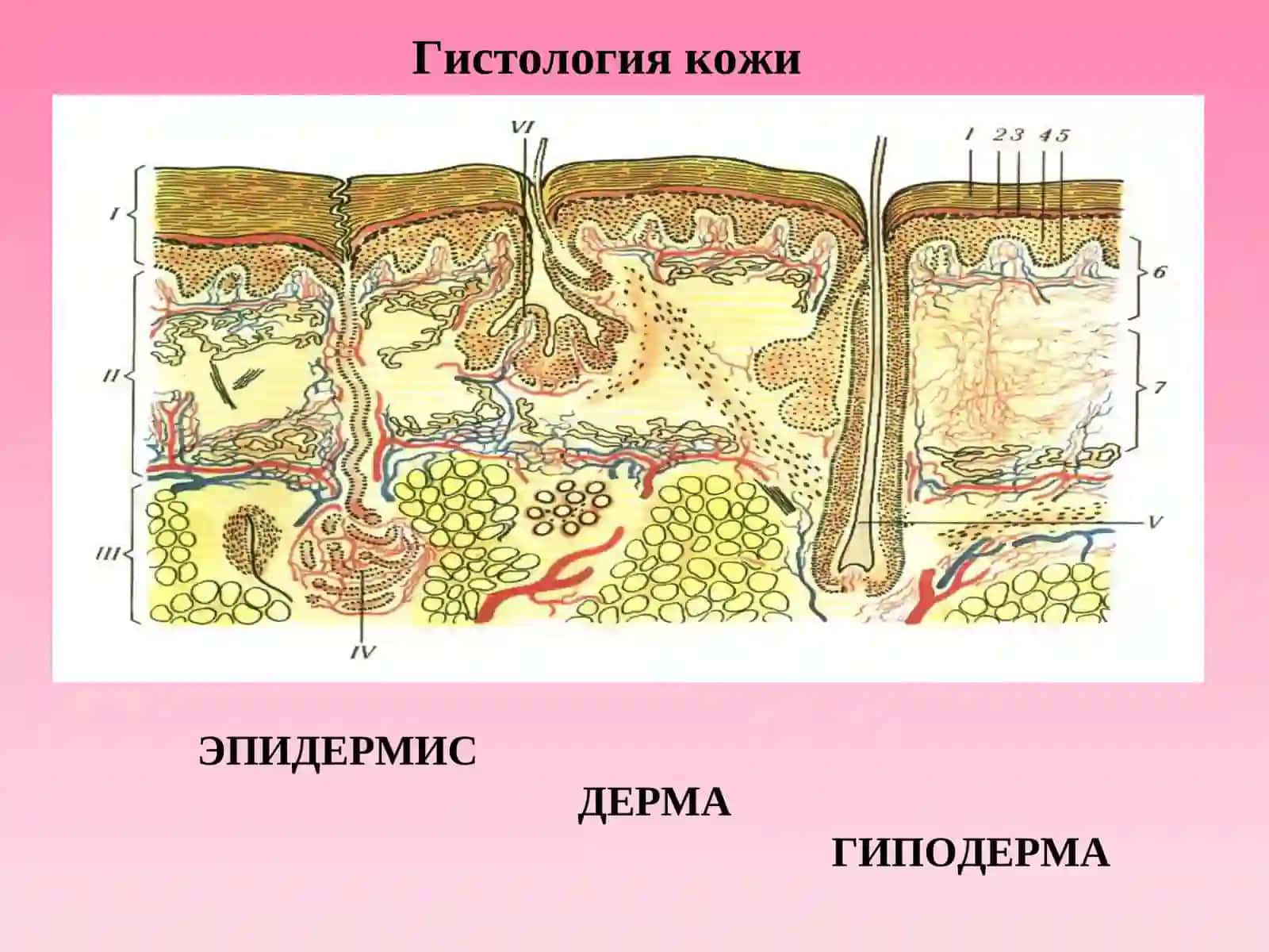 Гистология кожи 2