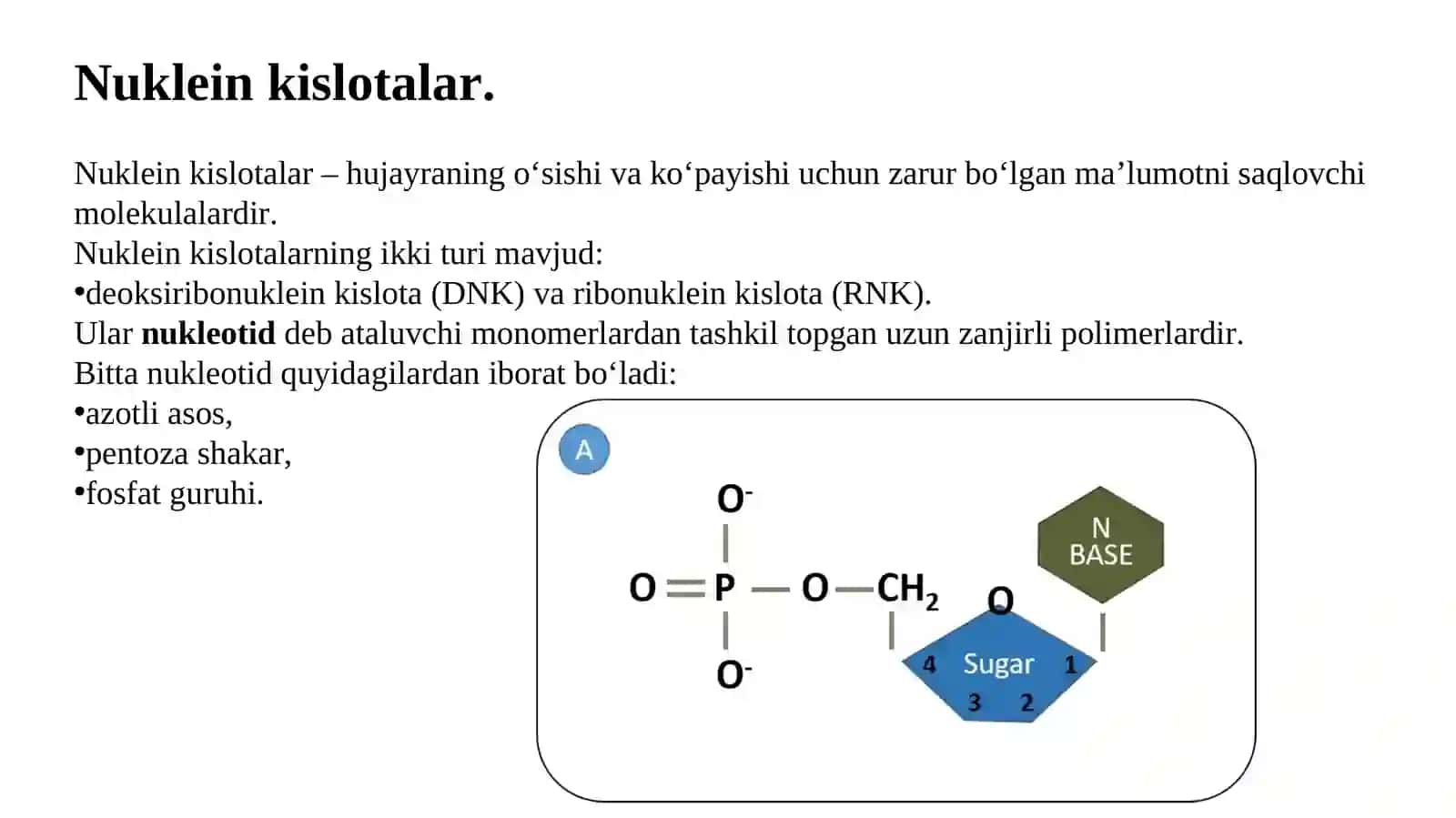 Nuklein kislotalar. Nuklein kislotalar va oqsillar biosintezi 2