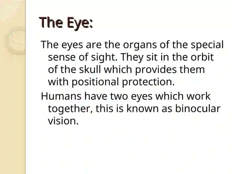 Anatomy of the Eye 2
