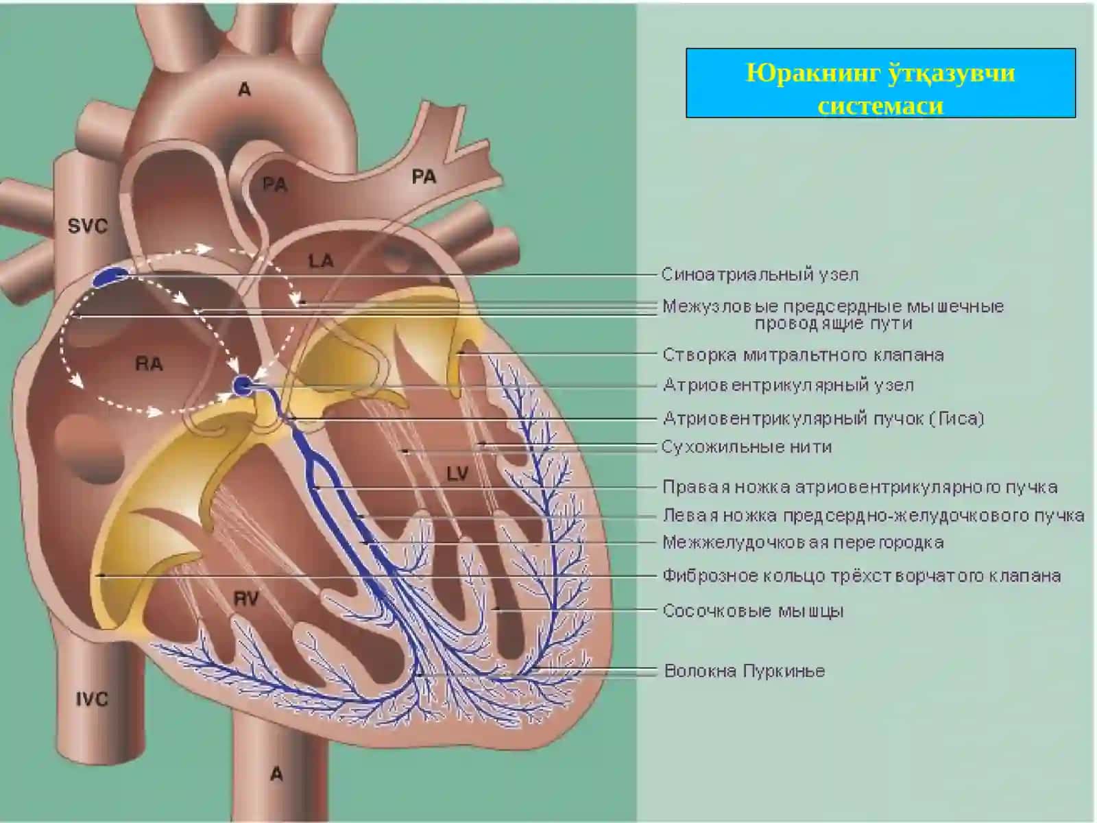 Юракнинг ўтқазувчи системаси 2