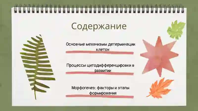 Основные механизмы детерминации клеток 2