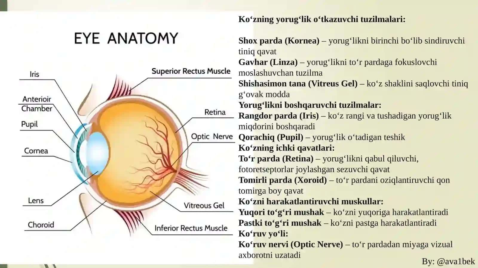 Ko‘ruvsensortizimi:To’rpardavaFotoreseptorlarfiziologiyasi 2