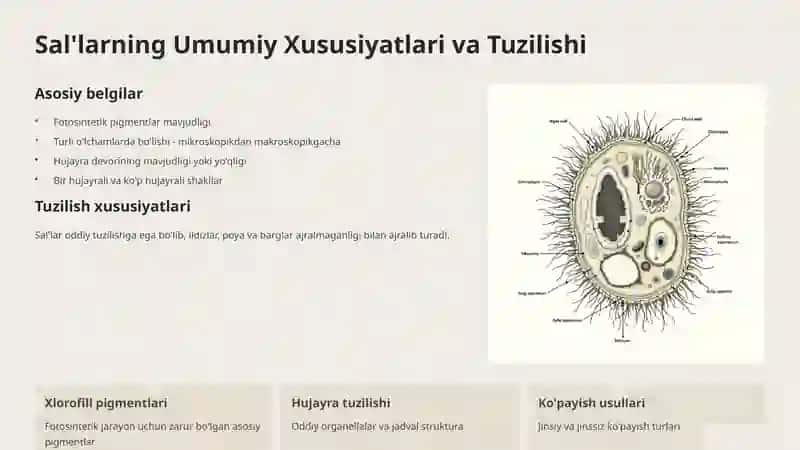 Sal’lar va Appendikulyariyalar Sinfi 2