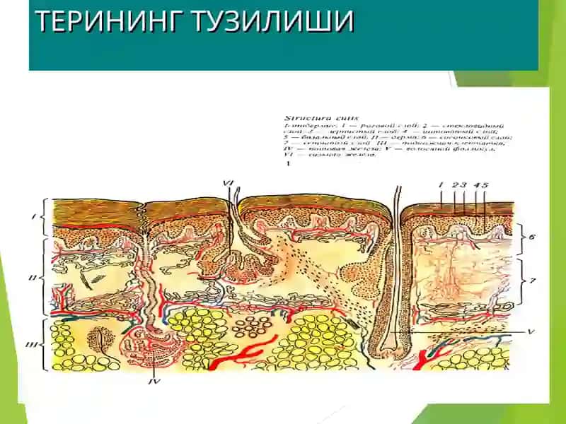 ТЕРИНИНГ ТУЗИЛИШИ, МОРФОЛОГИК ЭЛЕМЕНТЛАРИ 2