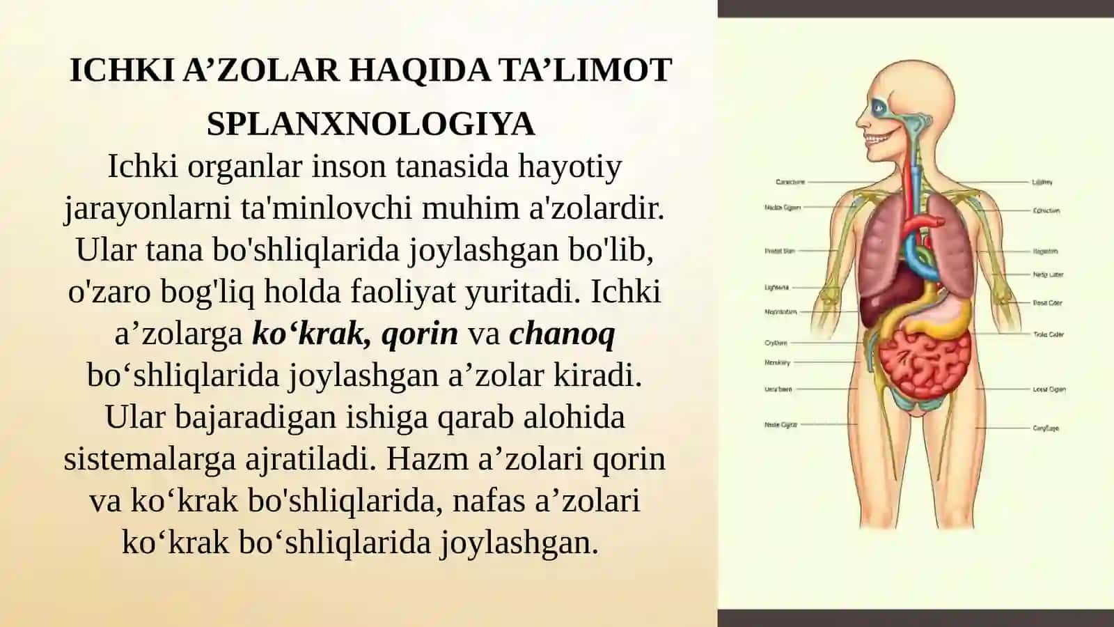 Ichki A'zolar Haqida Ta'limot 2