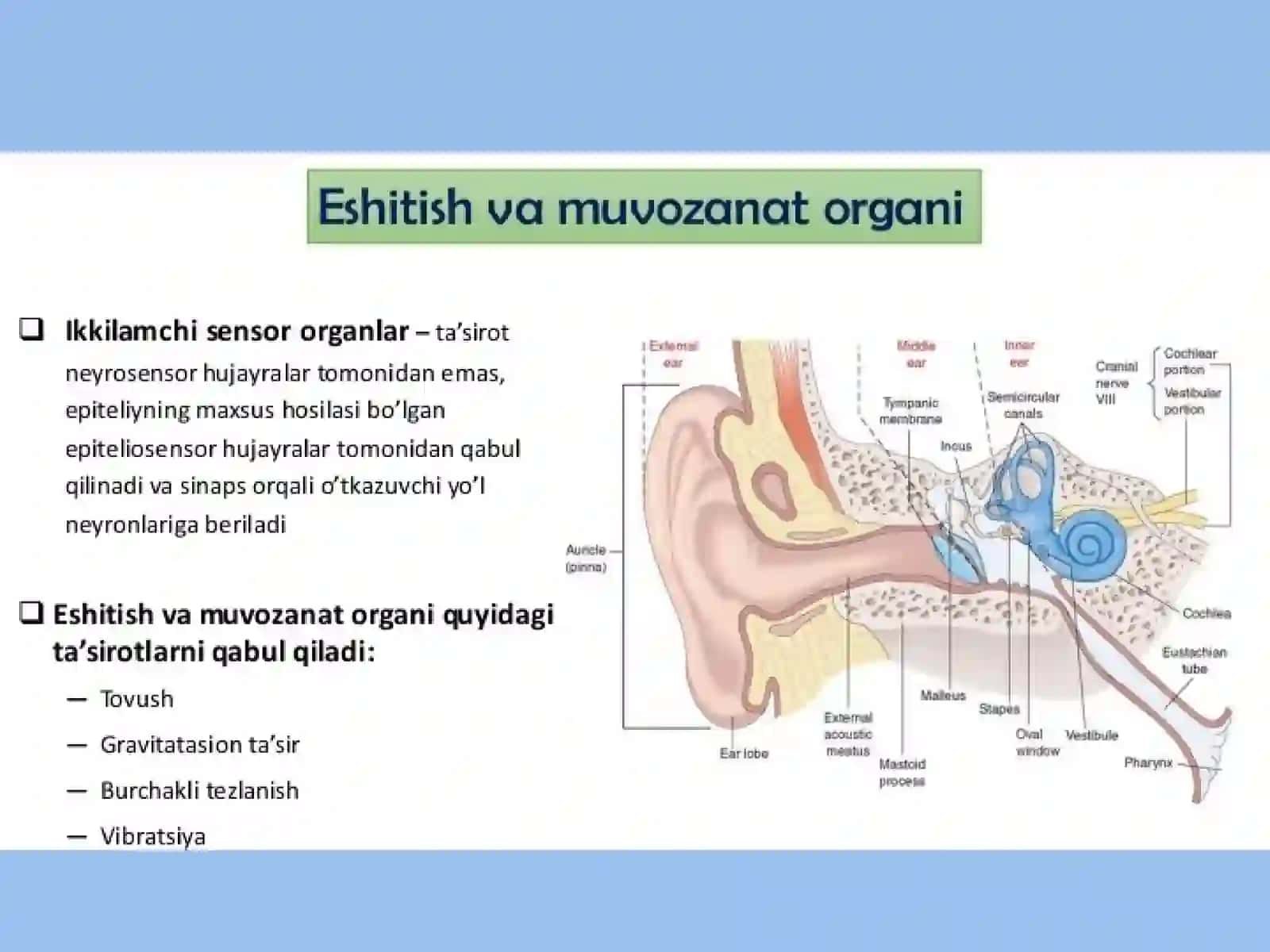 Eshitishting gistologik mexanizmlari 2